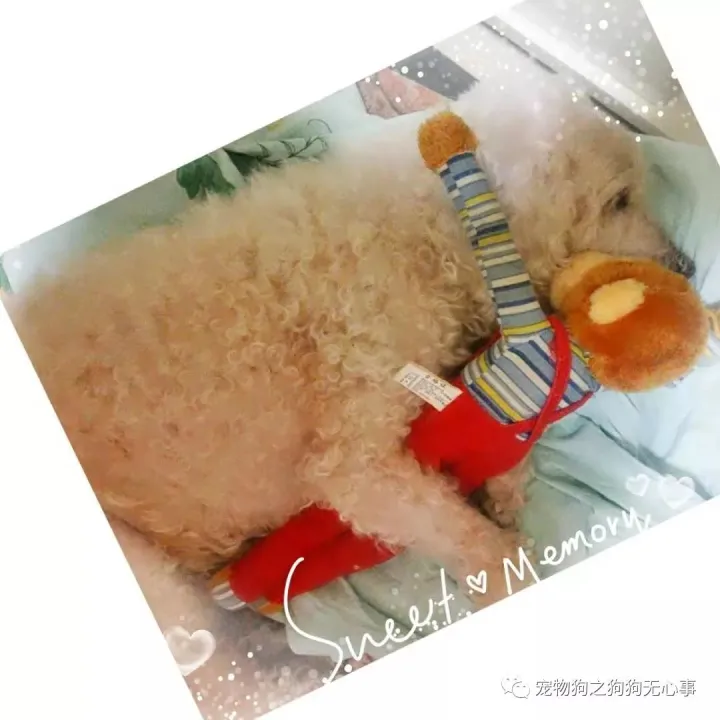 狗狗能受得了的温度，狗狗知识|有温度、态度的公众号