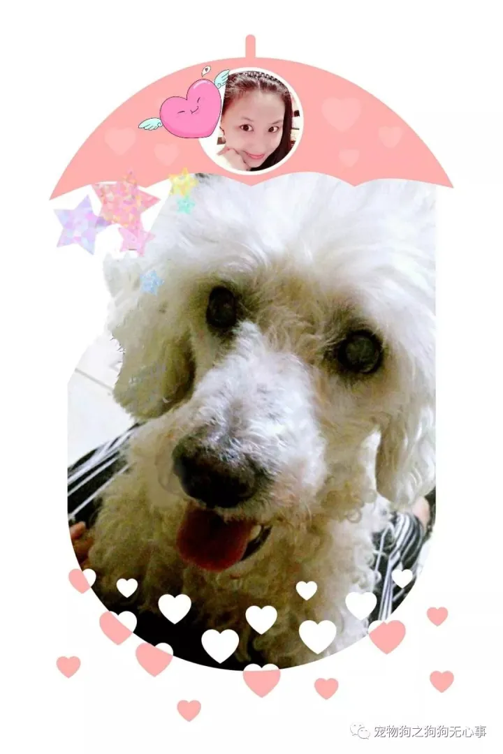 狗狗能受得了的温度，狗狗知识|有温度、态度的公众号