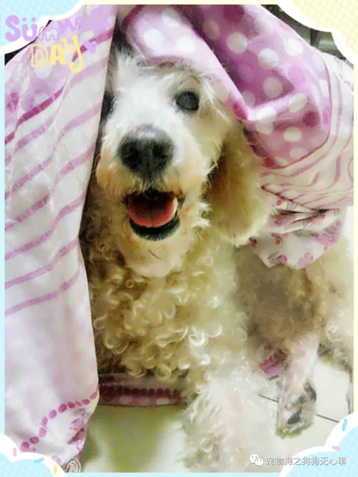 狗狗能受得了的温度，狗狗知识|有温度、态度的公众号