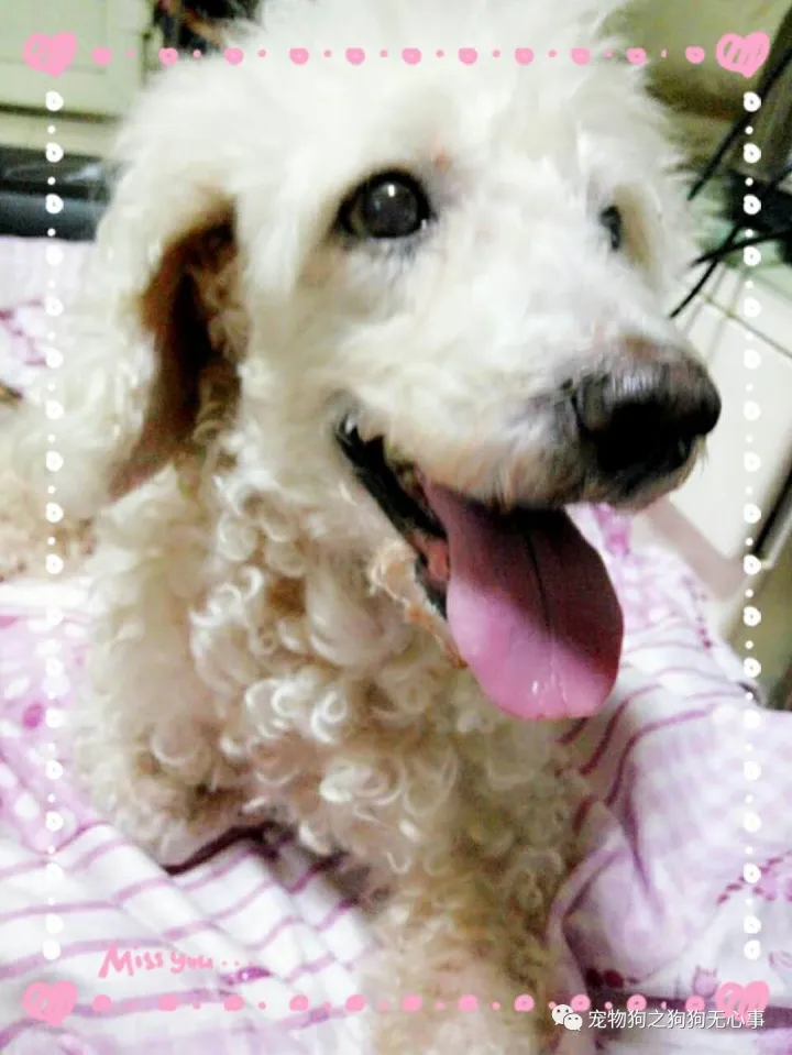 狗狗能受得了的温度，狗狗知识|有温度、态度的公众号