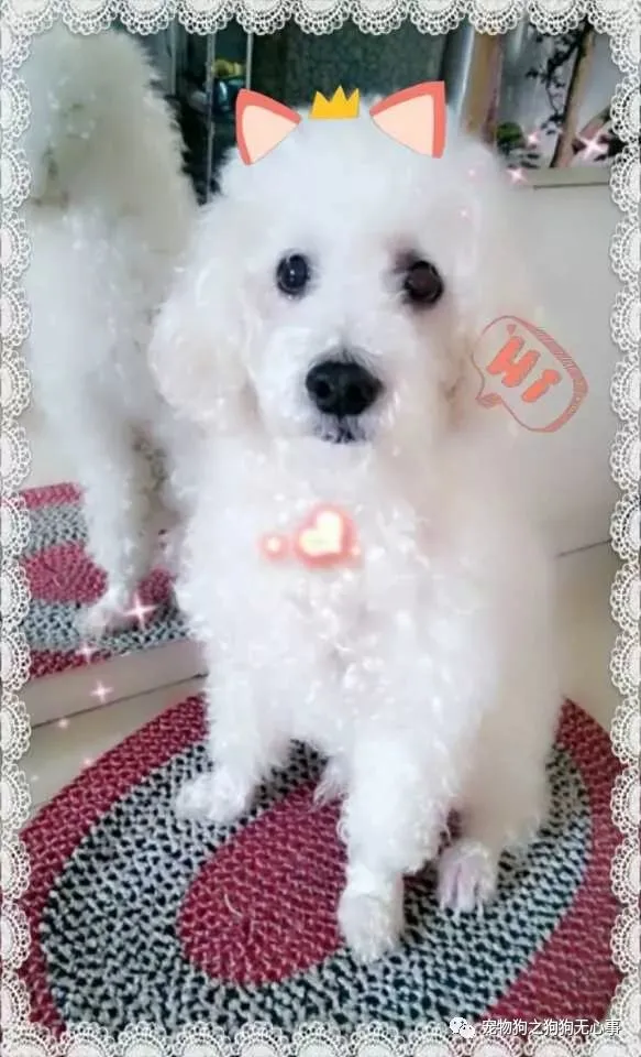 狗狗能受得了的温度，狗狗知识|有温度、态度的公众号