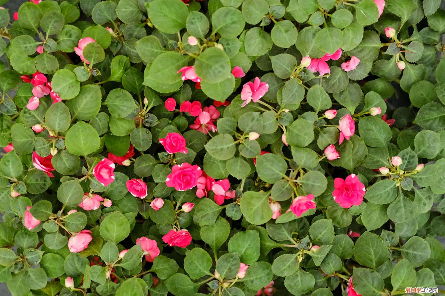 凤仙花的栽培技术 凤仙花怎么栽培