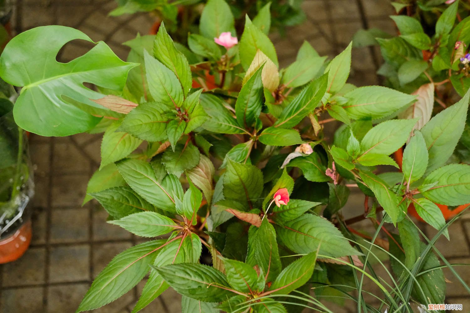 凤仙花的栽培技术 凤仙花怎么栽培