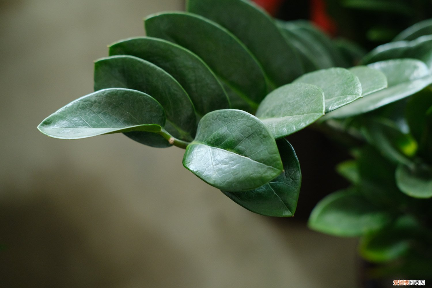 金钱树如何长新芽 怎么让金钱树快长新芽