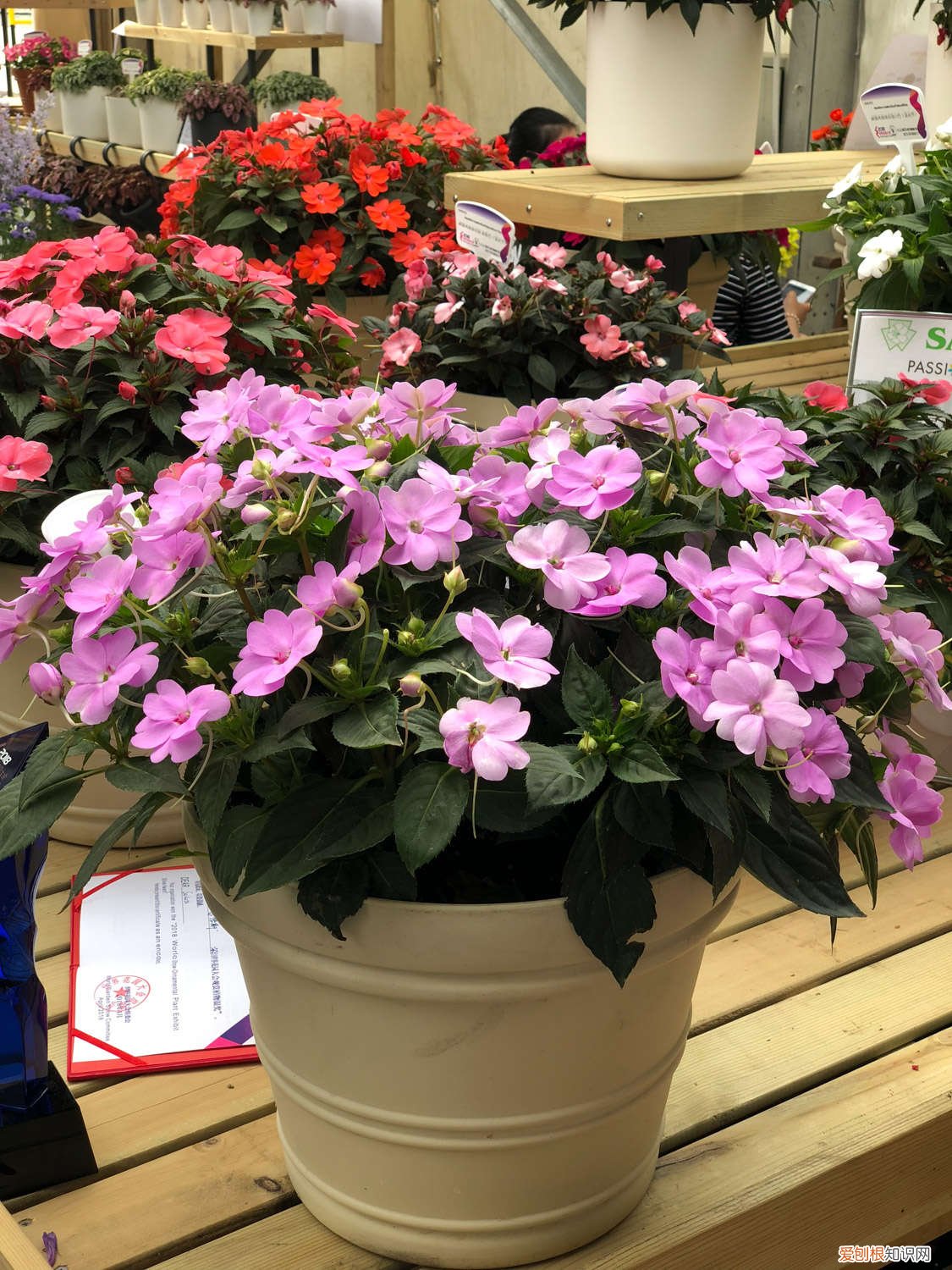 凤仙花一般在什么时候播种 凤仙花什么时候播种