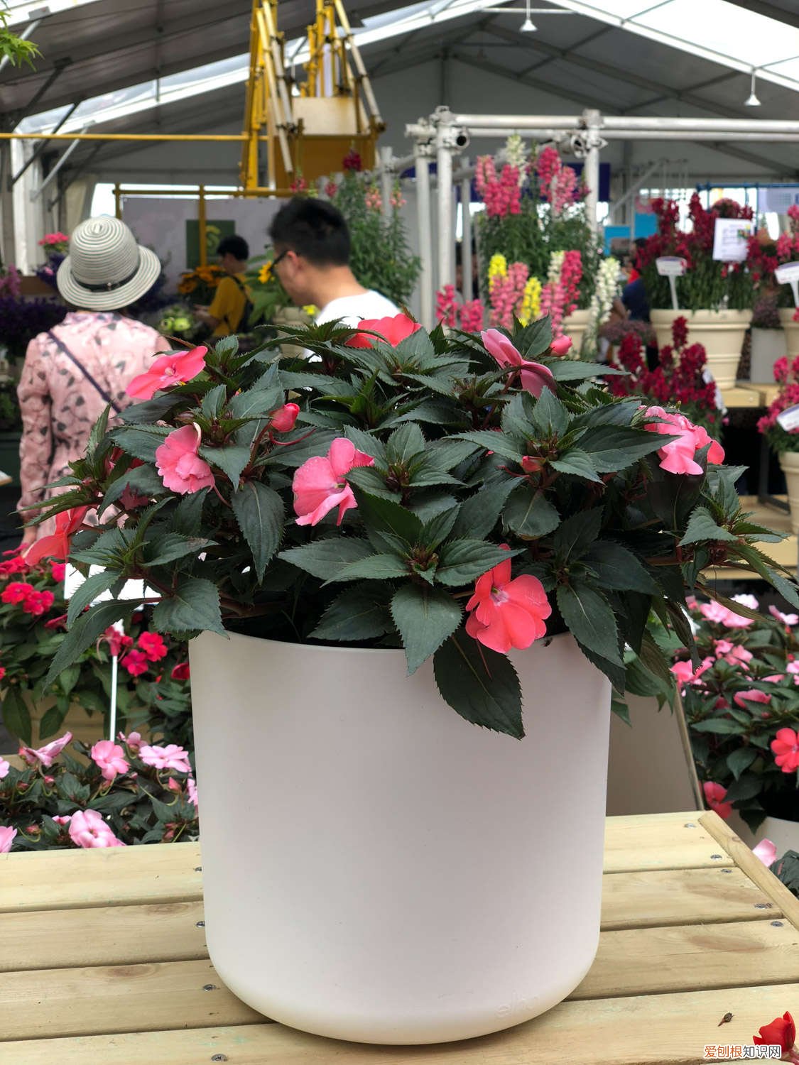 盆栽凤仙花怎么养才能开花 盆栽凤仙花怎么养