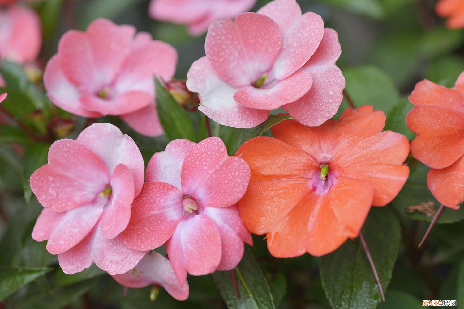 盆栽凤仙花怎么养才能开花 盆栽凤仙花怎么养