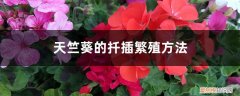 天竺葵 扦插 天竺葵的扦插繁殖方法