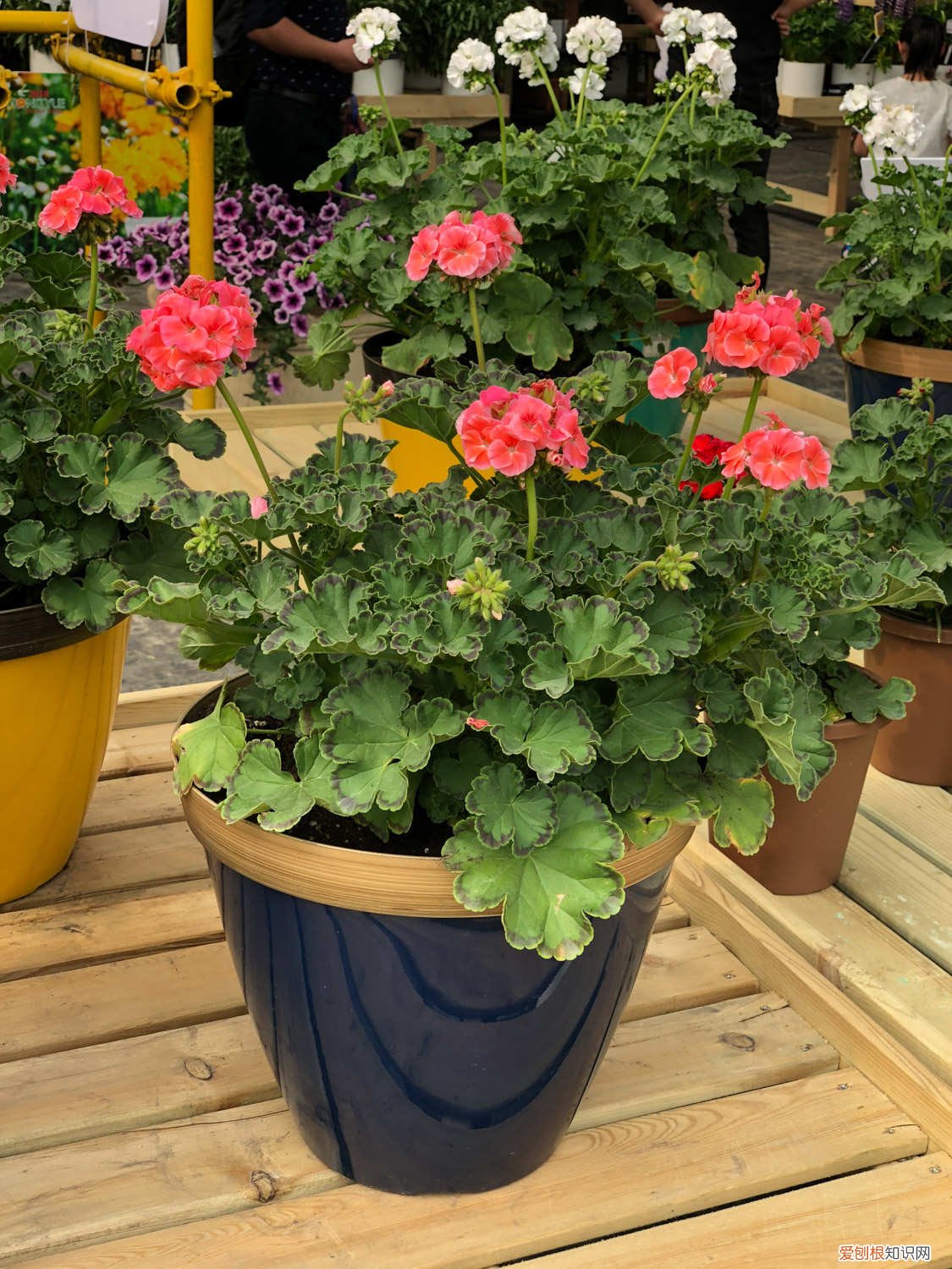 天竺葵 扦插 天竺葵的扦插繁殖方法