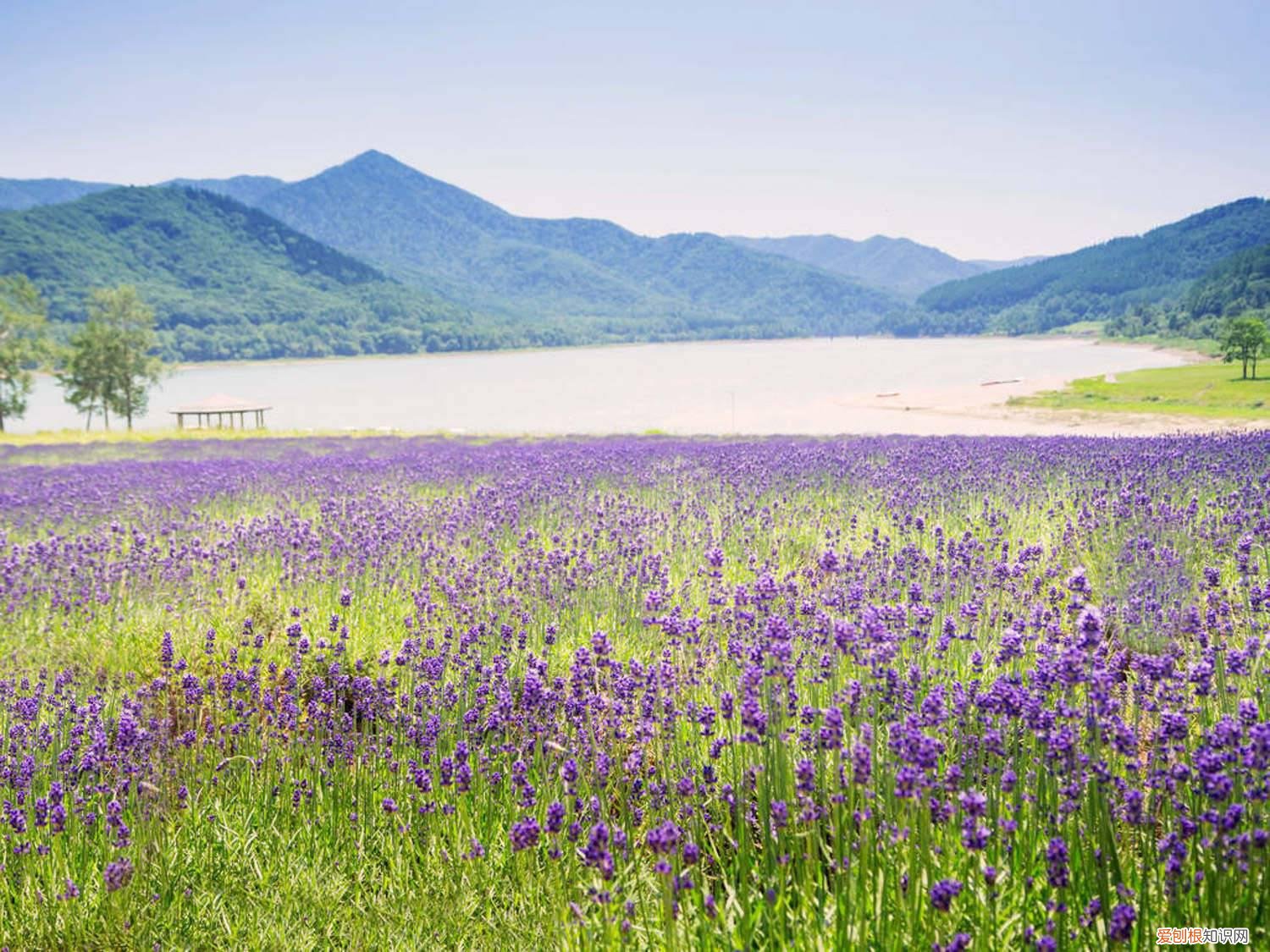 薰衣草怎样养殖 薰衣草盆栽怎么养殖