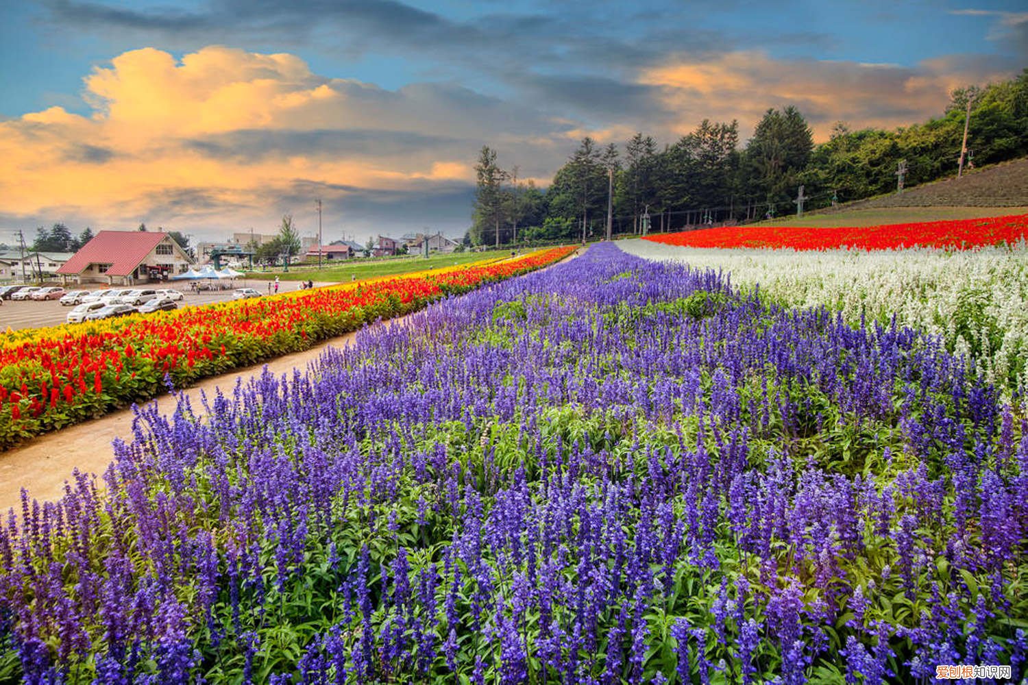 薰衣草怎样养殖 薰衣草盆栽怎么养殖