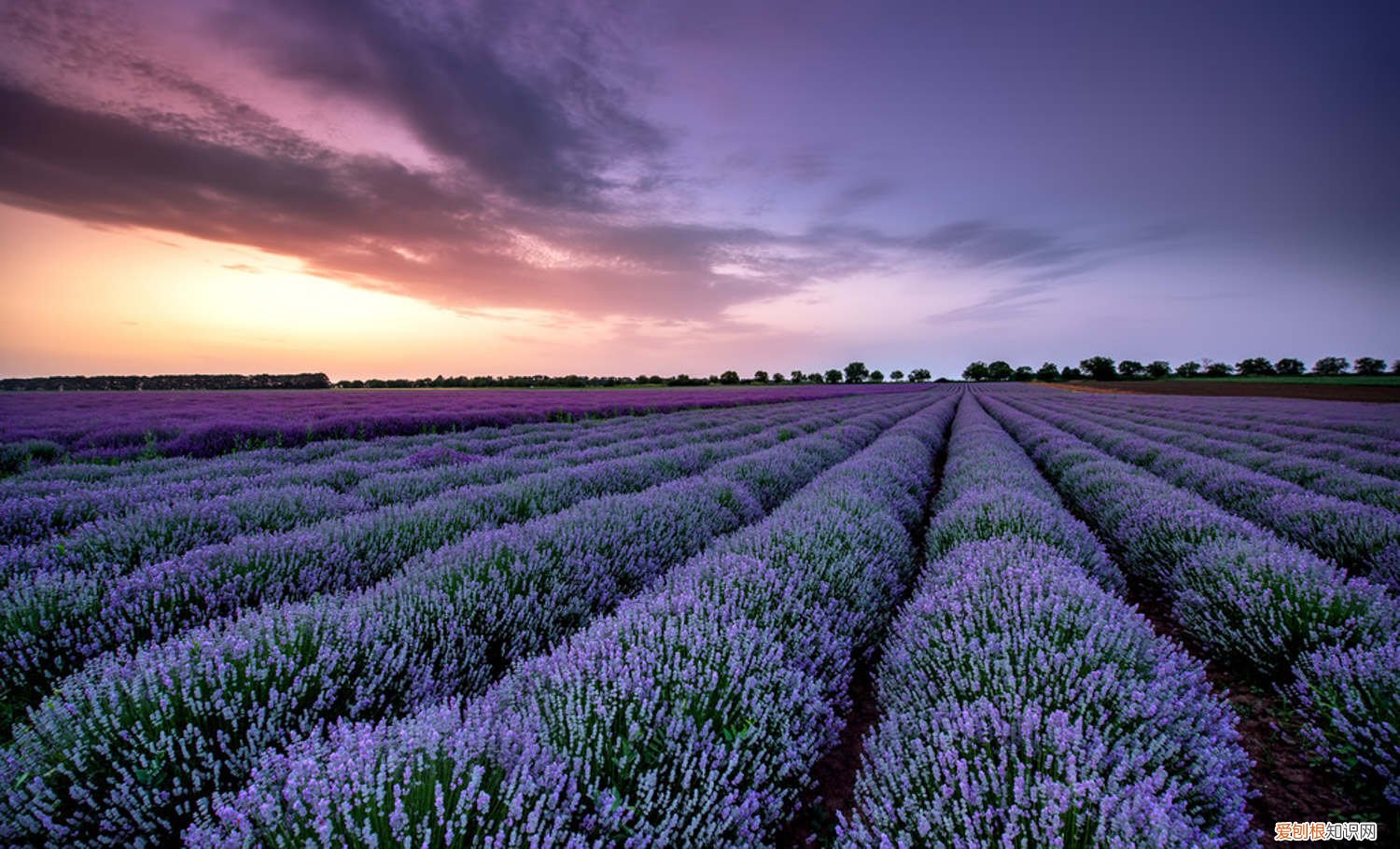 薰衣草怎样养殖 薰衣草盆栽怎么养殖