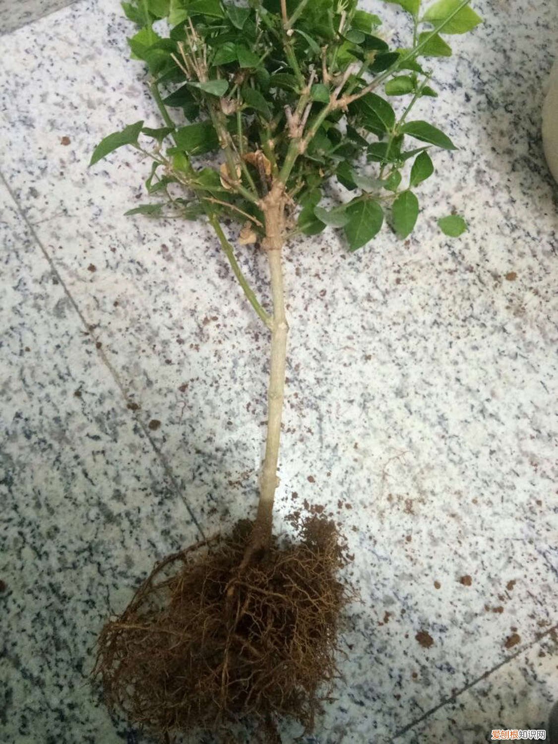 茉莉花开后怎样剪枝 茉莉开花后如何剪枝