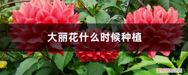 大丽花何时种植 大丽花什么时候种植