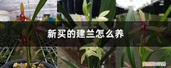 新买的建兰怎么养护和浇水 新买的建兰怎么养