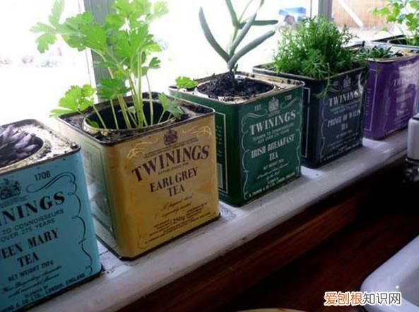 茶叶盒千万别扔掉,种上可爱的多肉植物,瞬间让家美出新高度~,茶叶罐种多肉