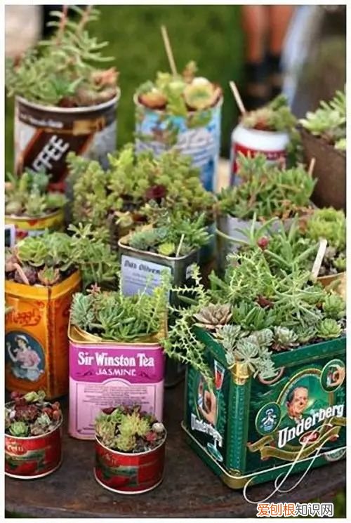 茶叶盒千万别扔掉,种上可爱的多肉植物,瞬间让家美出新高度~,茶叶罐种多肉