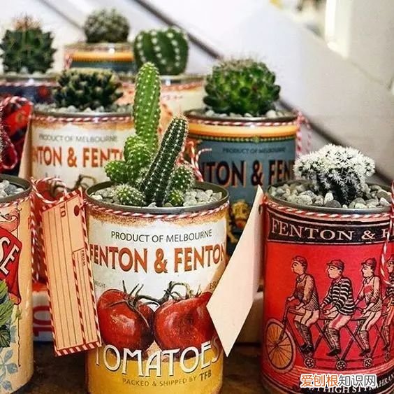 茶叶盒千万别扔掉,种上可爱的多肉植物,瞬间让家美出新高度~,茶叶罐种多肉