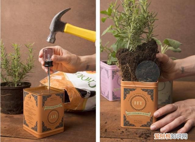 茶叶盒千万别扔掉,种上可爱的多肉植物,瞬间让家美出新高度~,茶叶罐种多肉