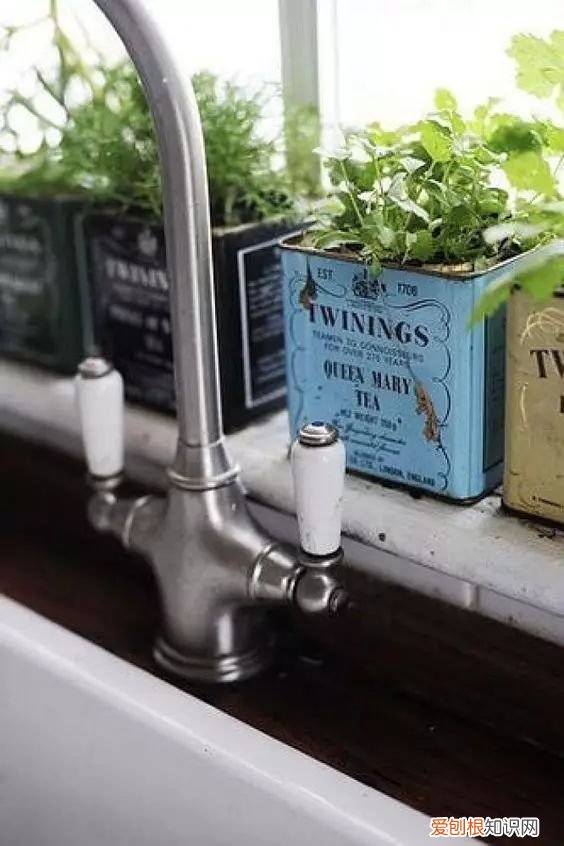 茶叶盒千万别扔掉,种上可爱的多肉植物,瞬间让家美出新高度~,茶叶罐种多肉