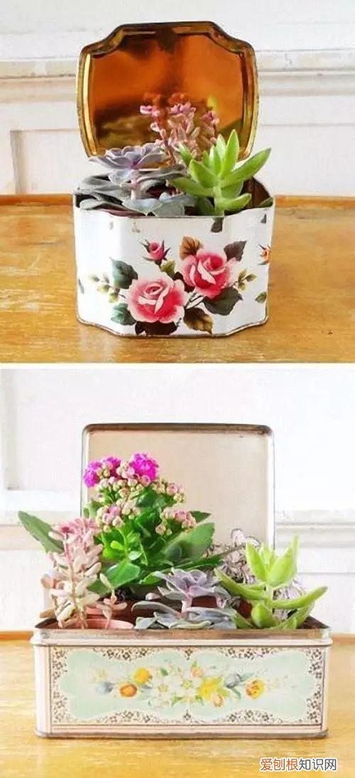 茶叶盒千万别扔掉,种上可爱的多肉植物,瞬间让家美出新高度~,茶叶罐种多肉