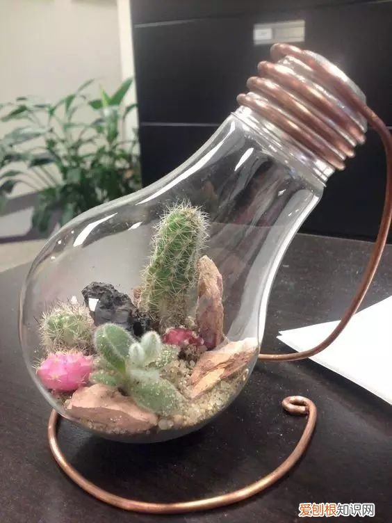 茶叶盒千万别扔掉,种上可爱的多肉植物,瞬间让家美出新高度~,茶叶罐种多肉