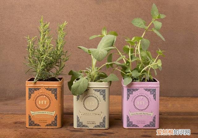 茶叶盒千万别扔掉,种上可爱的多肉植物,瞬间让家美出新高度~,茶叶罐种多肉