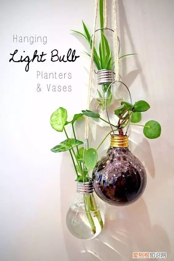 茶叶盒千万别扔掉,种上可爱的多肉植物,瞬间让家美出新高度~,茶叶罐种多肉