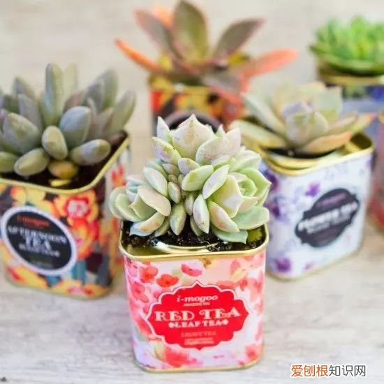 茶叶盒千万别扔掉,种上可爱的多肉植物,瞬间让家美出新高度~,茶叶罐种多肉