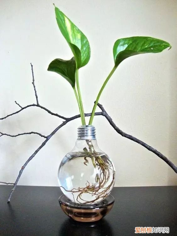 茶叶盒千万别扔掉,种上可爱的多肉植物,瞬间让家美出新高度~,茶叶罐种多肉