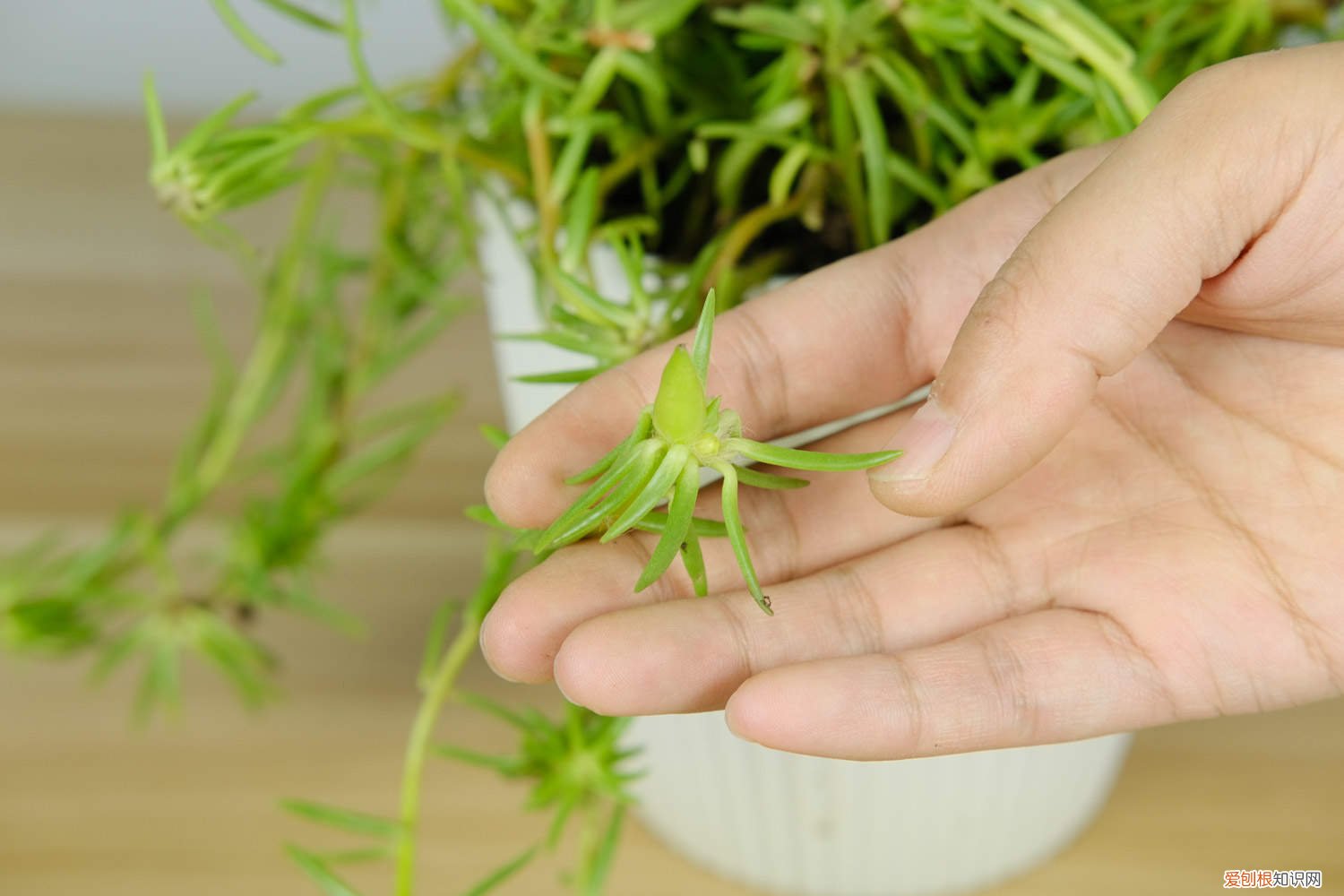 太阳花移栽方法和时间 太阳花种植方法和时间