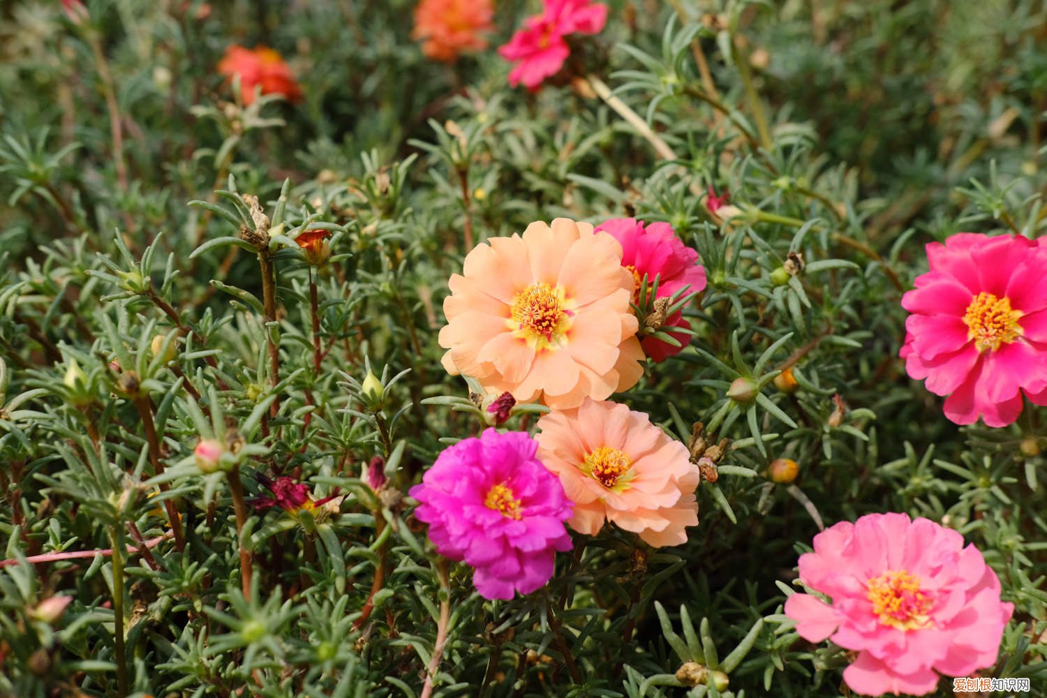 太阳花移栽方法和时间 太阳花种植方法和时间