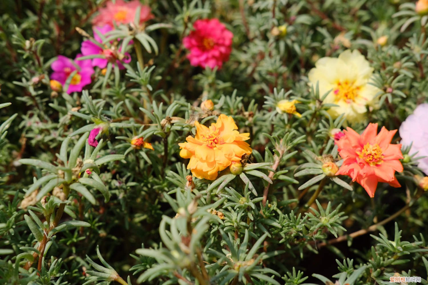 太阳花移栽方法和时间 太阳花种植方法和时间