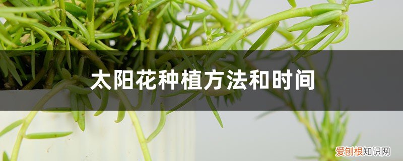 太阳花移栽方法和时间 太阳花种植方法和时间