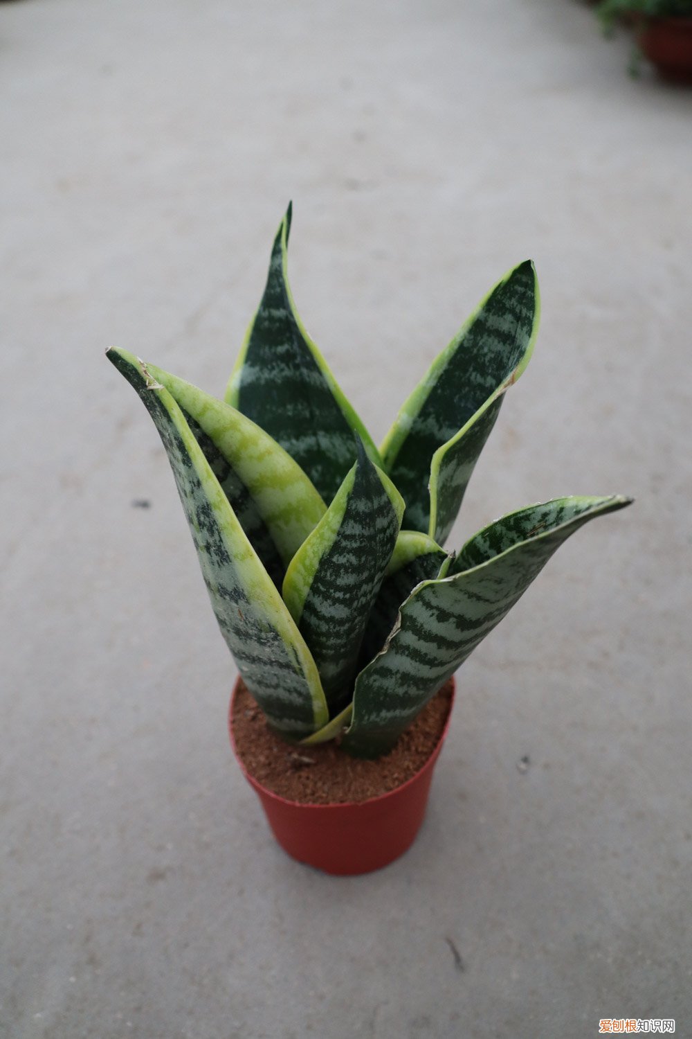 虎皮剑兰怎么养才会茂盛 虎皮兰怎么养才会茂盛