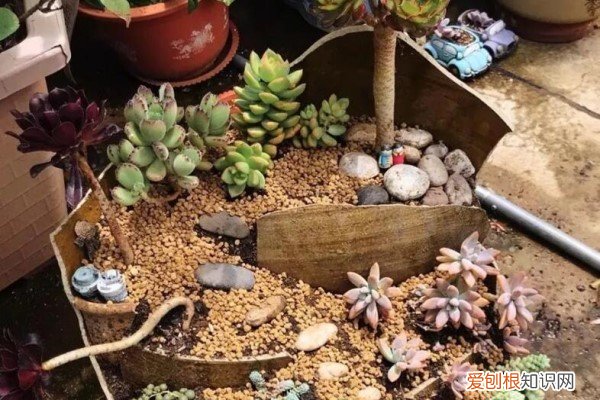 垃圾桶都有花收,我活得连垃圾桶都不如 垃圾桶捡了这破烂，全家人都嫌弃，种上花后他们却傻眼了！