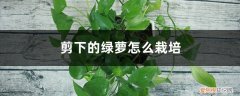剪下的绿萝怎么栽培好 剪下的绿萝怎么栽培