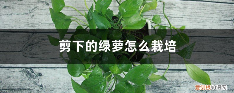 剪下的绿萝怎么栽培好 剪下的绿萝怎么栽培