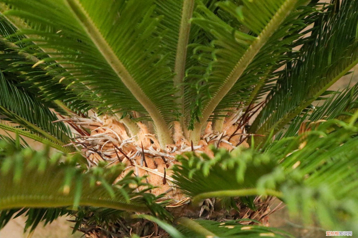 苏铁如何种植 新买的苏铁怎么养