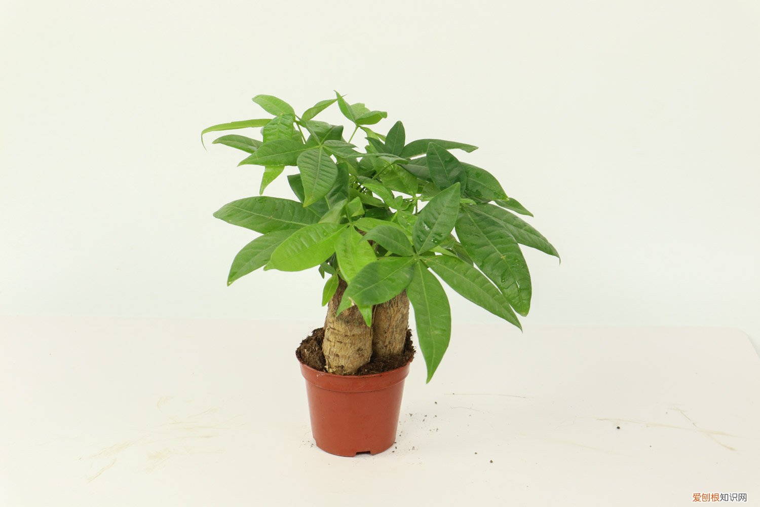 刚买的发财树苗怎么养活 刚买的发财树苗怎么养
