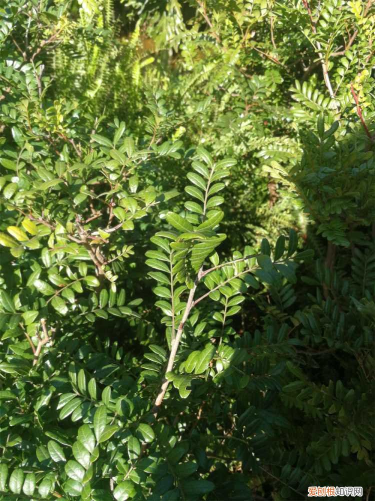 新买的清香木怎么养护 新买的清香木怎么养