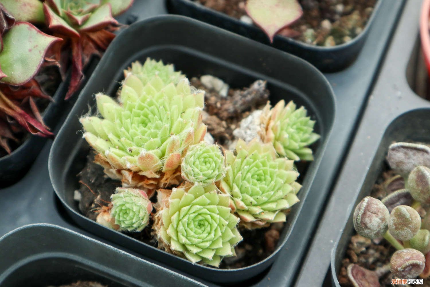 100盆多肉变成五香烤肉，赶紧抢救，不然就只剩盆了！