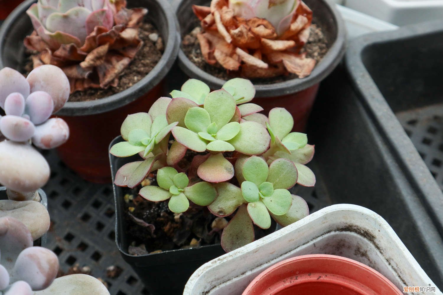 100盆多肉变成五香烤肉，赶紧抢救，不然就只剩盆了！