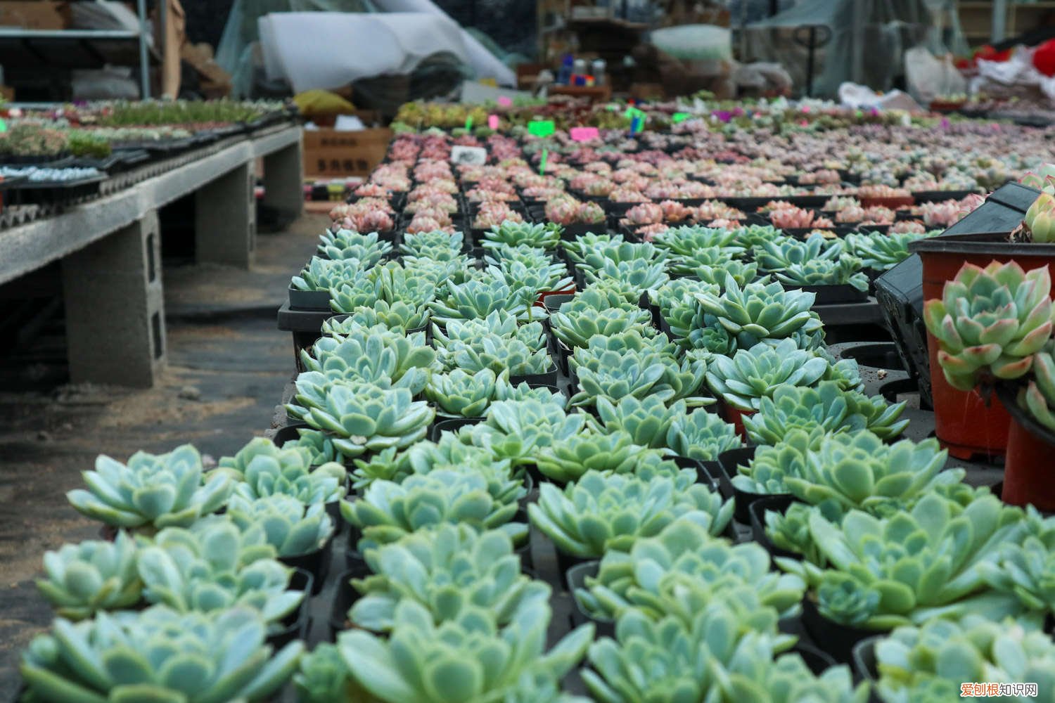 100盆多肉变成五香烤肉，赶紧抢救，不然就只剩盆了！