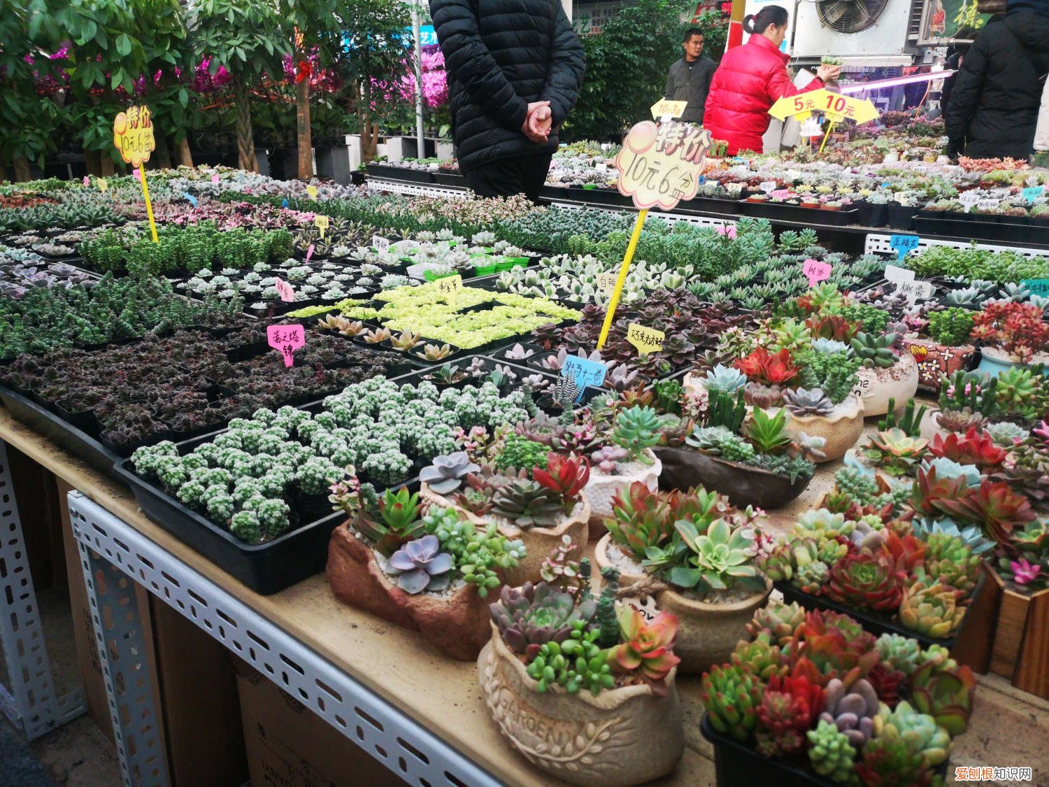 100盆多肉变成五香烤肉，赶紧抢救，不然就只剩盆了！