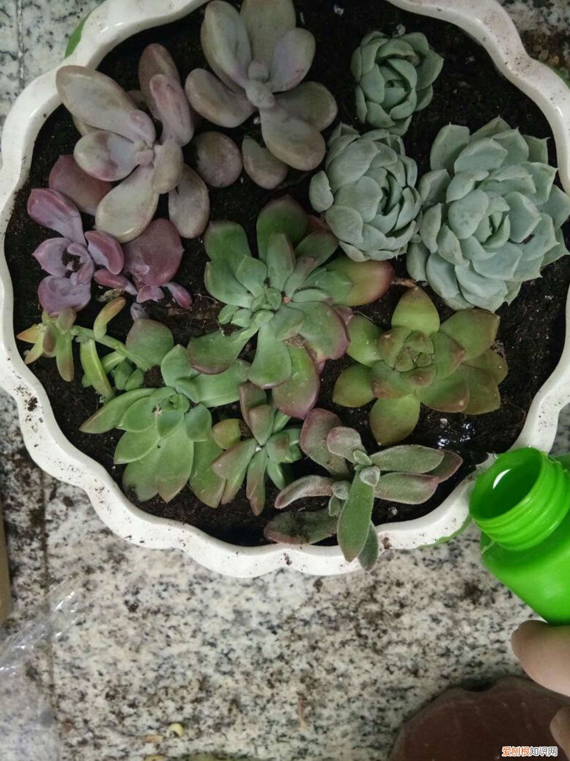 100盆多肉变成五香烤肉，赶紧抢救，不然就只剩盆了！