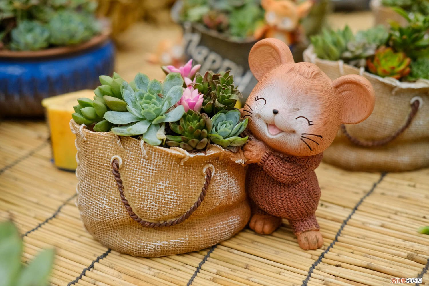 100盆多肉变成五香烤肉，赶紧抢救，不然就只剩盆了！