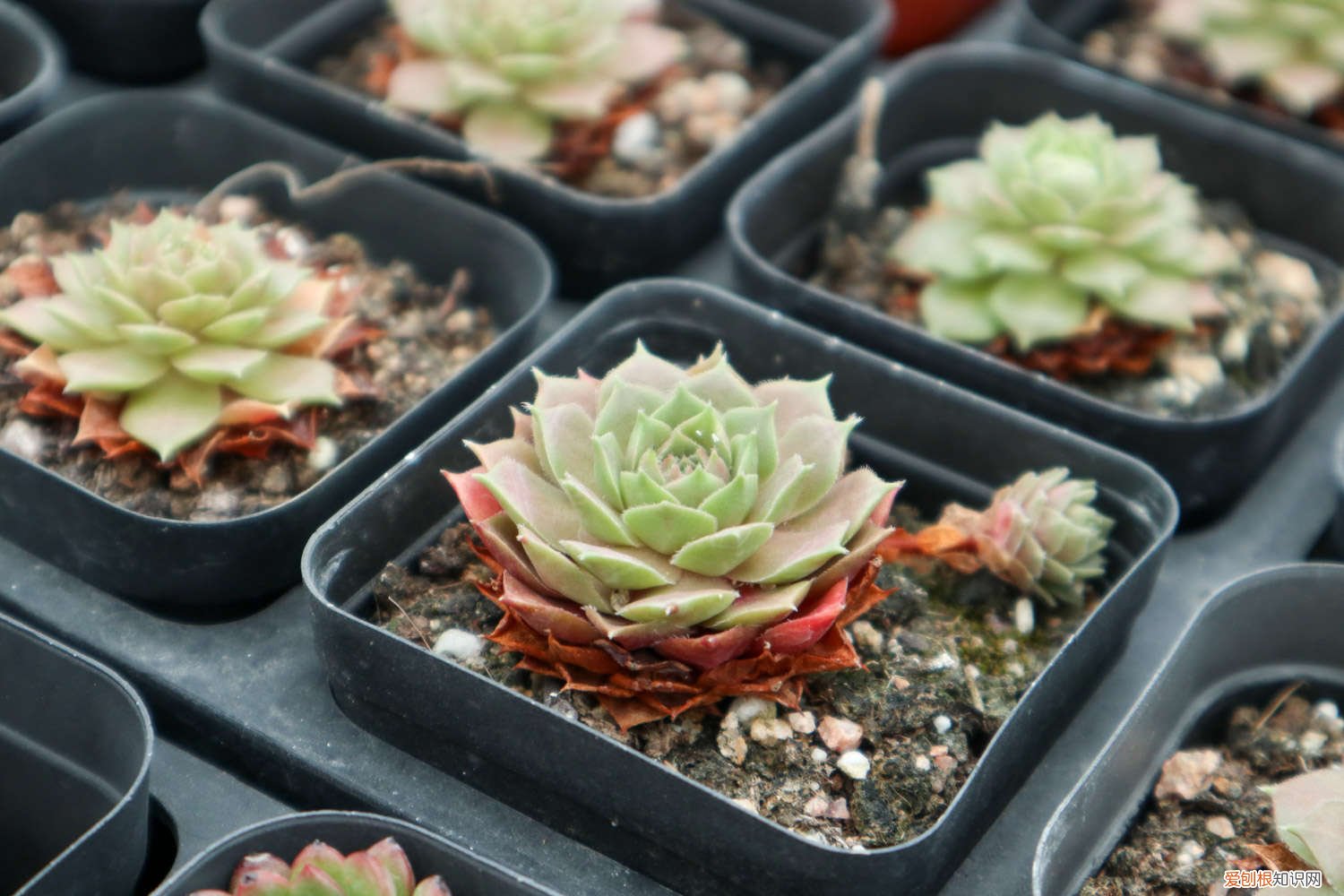 100盆多肉变成五香烤肉，赶紧抢救，不然就只剩盆了！