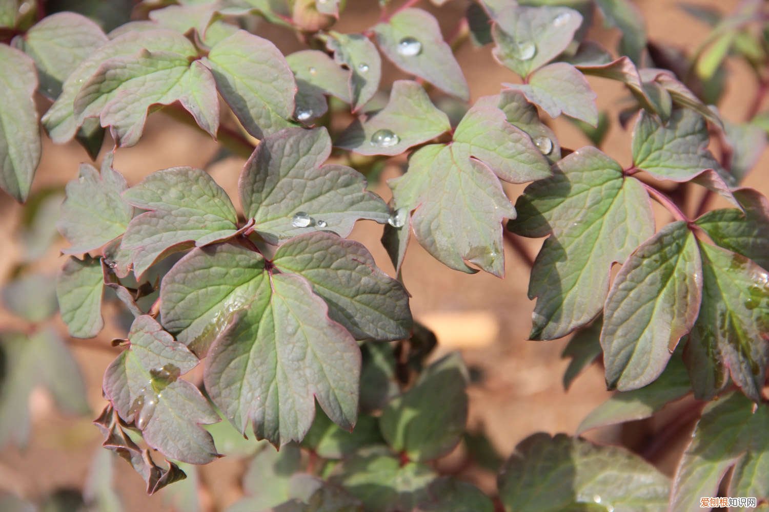 牡丹花夏天怎么养好 牡丹花夏天怎么养