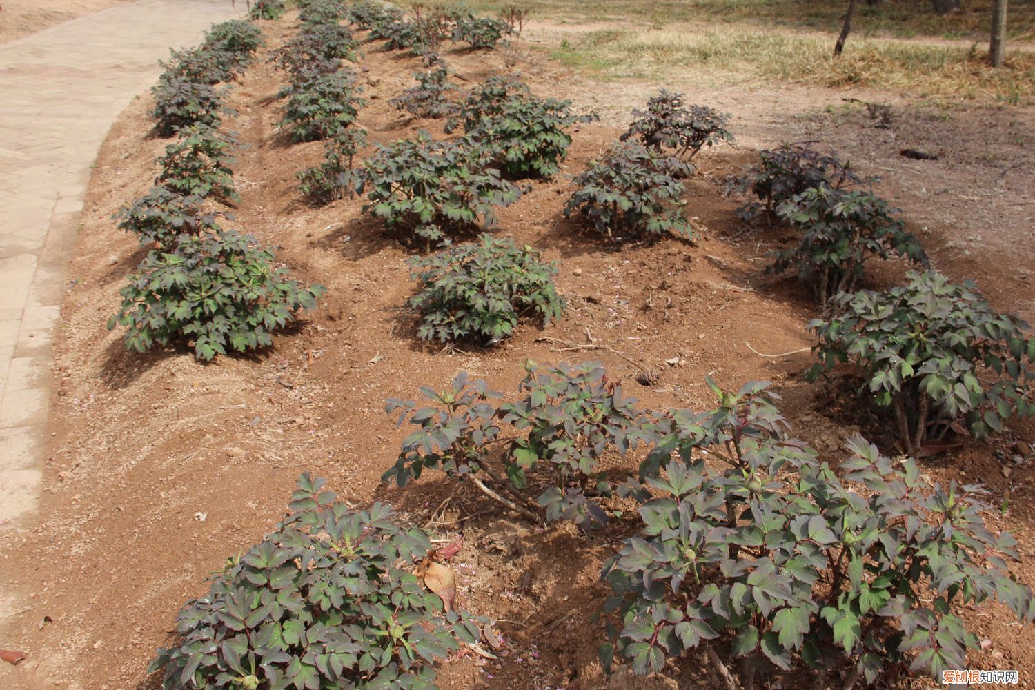牡丹花夏天怎么养好 牡丹花夏天怎么养